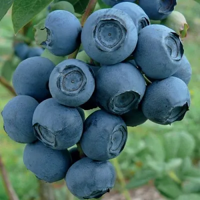 Голубика РУБЕЛ  Голубика РУБЕЛ в Москве