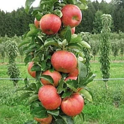 Яблоня ЯНТАРНОЕ ОЖЕРЕЛЬЕ колонновидная  Яблоня ЯНТАРНОЕ ОЖЕРЕЛЬЕ колонновидная в Москве