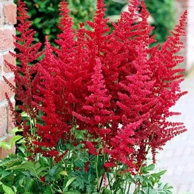 Астильба БУРГУНДИ РЕД Арендса  Астильба БУРГУНДИ РЕД Арендса в Москве