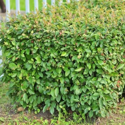 Кизильник блестящий — описание сорта Кизильник блестящий в Москве