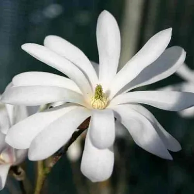 Магнолия РОЯЛ СТАР  Магнолия РОЯЛ СТАР в Москве