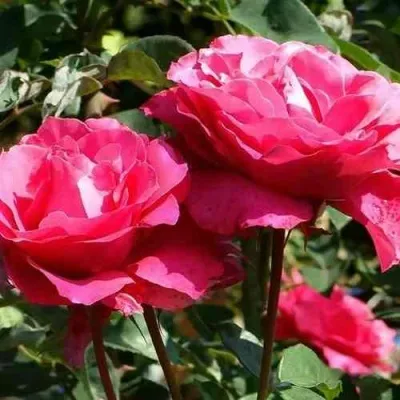 Саженцы роз ВИЕН РОУЗ чайно-гибридная — описание сорта Саженцы роз ВИЕН РОУЗ чайно-гибридная в Москве