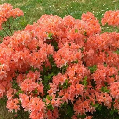 Рододендрон ЯПОНСКИЙ ОРАНЖЕВЫЙ — описание сорта Рододендрон ЯПОНСКИЙ ОРАНЖЕВЫЙ в Москве