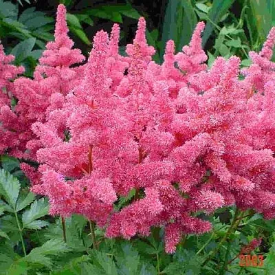 Астильба БОНН японская  Астильба БОНН японская в Москве