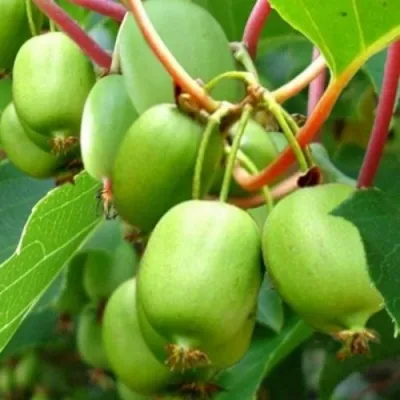 Актинидия ЭСТАФЕТА аргута — описание сорта Актинидия ЭСТАФЕТА аргута в Москве