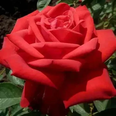 Саженцы роз СОФИ ЛОРЕН чайно-гибридная — описание сорта Саженцы роз СОФИ ЛОРЕН чайно-гибридная в Москве