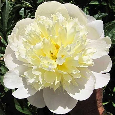 Пион ПРИМАВЕРА травянистый  Пион ПРИМАВЕРА травянистый в Москве