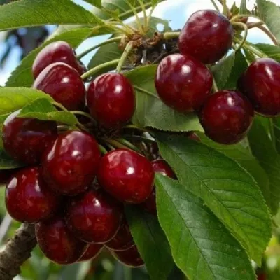 Черешня ЛАПИНС — описание сорта Черешня ЛАПИНС в Москве