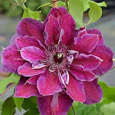 Клематис МАЙ БЬЮТИ  Клематис МАЙ БЬЮТИ в Москве