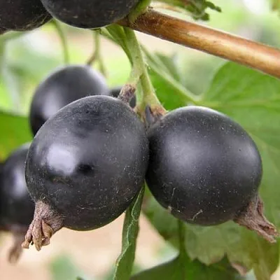 ЙОШТА  ЙОШТА в Москве