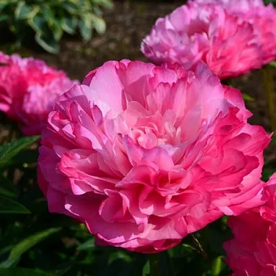 Пион ДЖОКЕР травянистый  Пион ДЖОКЕР травянистый в Москве