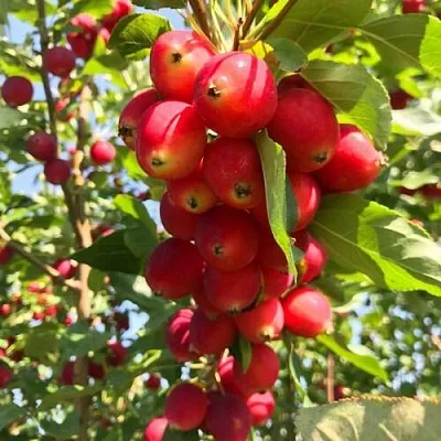 Яблоня КИТАЙКА ДОЛГО декоративная  Яблоня КИТАЙКА ДОЛГО декоративная в Москве