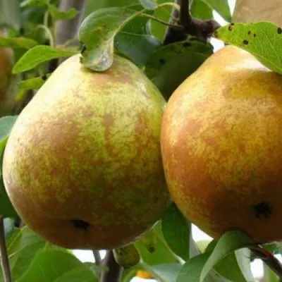 Груша БЕЛОРУСКА — описание сорта Груша БЕЛОРУСКА в Москве