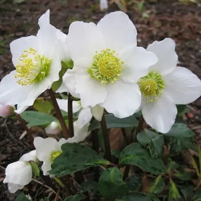 Морозник ЧЕРНЫЙ в Москве