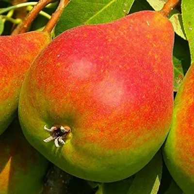 Груша ГЕРА — описание сорта Груша ГЕРА в Москве