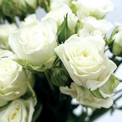 Саженцы роз СНОУФЛЕЙК спрей — описание сорта Саженцы роз СНОУФЛЕЙК спрей в Москве