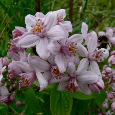 Дейция МОУНТ РОУЗ в Москве