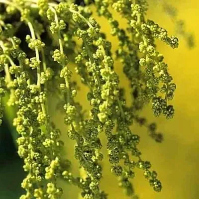 Дуб скальный — описание сорта Дуб скальный в Москве