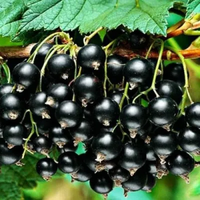 Смородина черная АТЛАНТ — описание сорта Смородина черная АТЛАНТ в Москве