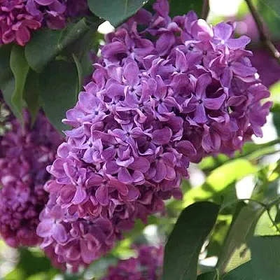 Сирень КАПИТАН ГАСТЕЛЛО  Сирень КАПИТАН ГАСТЕЛЛО в Москве