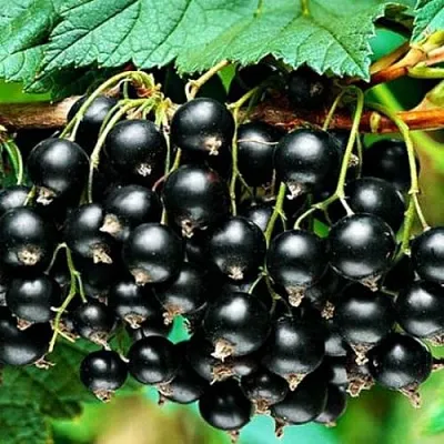 Смородина черная АТЛАНТ  Смородина черная АТЛАНТ в Москве