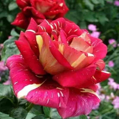 Саженцы роз ПЕСТРАЯ ФАНТАЗИЯ чайно-гибридная — описание сорта Саженцы роз ПЕСТРАЯ ФАНТАЗИЯ чайно-гибридная в Москве