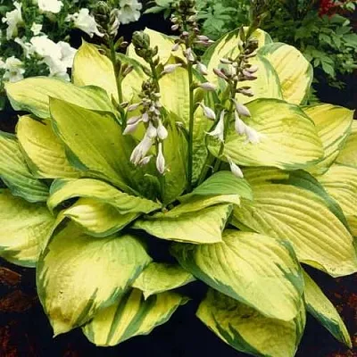 Хоста ГОЛД СТАНДАРТ Форчуна  Хоста ГОЛД СТАНДАРТ Форчуна в Москве