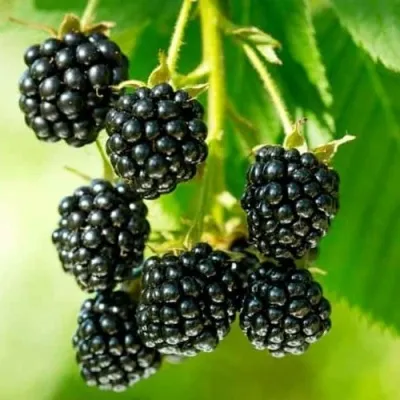 Ежевика КИТАНИНИ бесшипная — описание сорта Ежевика КИТАНИНИ бесшипная в Москве