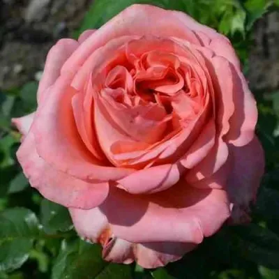 Саженцы роз ЛОНДОН АЙ чайно-гибридная — описание сорта Саженцы роз ЛОНДОН АЙ чайно-гибридная в Москве