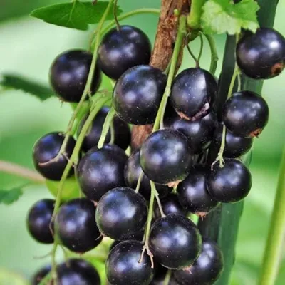 Смородина черная ФОРТУНА — описание сорта Смородина черная ФОРТУНА в Москве