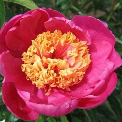 саженцы пиона саженцы пиона