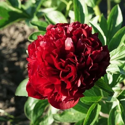 Пион ЧЕРРИ ХИЛЛ травянистый  Пион ЧЕРРИ ХИЛЛ травянистый в Москве