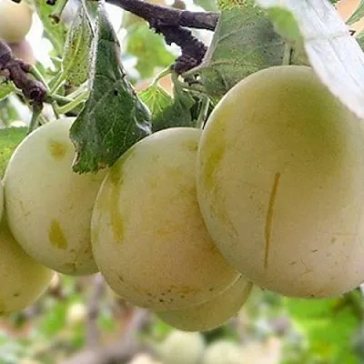 Слива УТРО  Слива УТРО в Москве