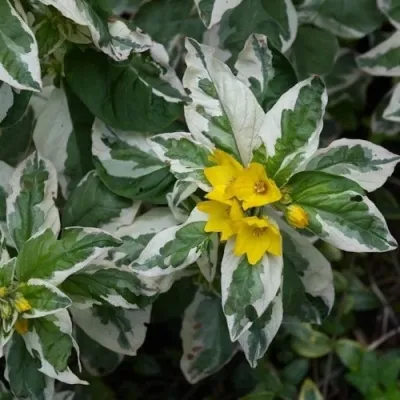 Вербейник АЛЕКСАНДР точечный — описание сорта Вербейник АЛЕКСАНДР точечный в Москве