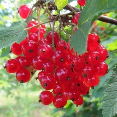 Смородина красная КРАСНАЯ АНДРЕЙЧЕНКО — описание сорта Смородина красная КРАСНАЯ АНДРЕЙЧЕНКО в Москве