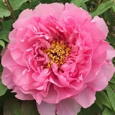 Пион РОЗОВЫЙ ЛОТОС древовидный  Пион РОЗОВЫЙ ЛОТОС древовидный в Москве