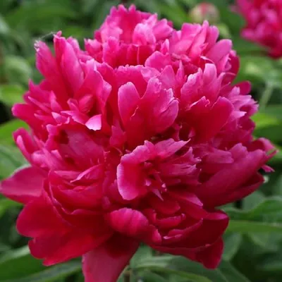 Пион ПЕСНЬ ВЕТРА травянистый  Пион ПЕСНЬ ВЕТРА травянистый в Москве