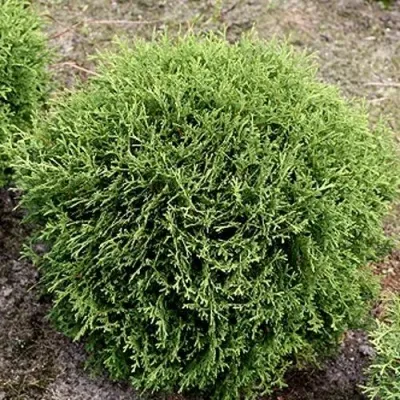 Туя ТИНИ ТИМ западная в Москве