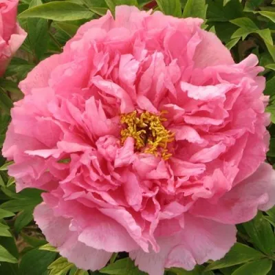 Пион СЕРЕБРИСТЫЙ РУЧЕЙ древовидный — описание сорта Пион СЕРЕБРИСТЫЙ РУЧЕЙ древовидный в Москве