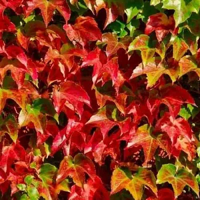 Девичий виноград тройчатый ВИЧИ  Девичий виноград тройчатый ВИЧИ в Москве