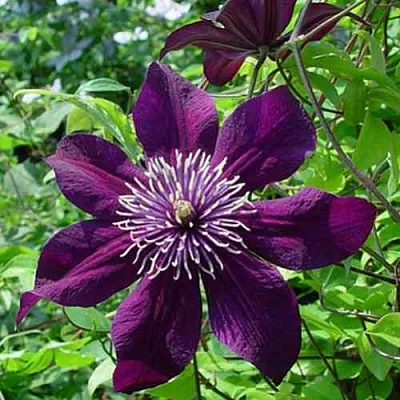 Клематис ПАНТЕР  Клематис ПАНТЕР в Москве