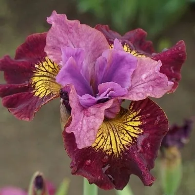 Ирис МИСС ЭППЛ сибирский в Москве