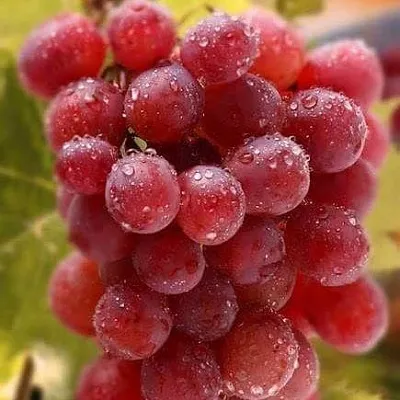 Ранние сорта  Ранние сорта в Москве