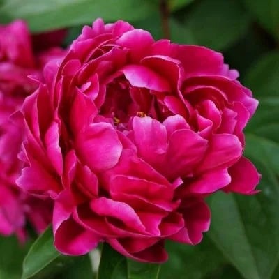 Пион ЛУИ ВАН-ГУТТ травянистый — описание сорта Пион ЛУИ ВАН-ГУТТ травянистый в Москве