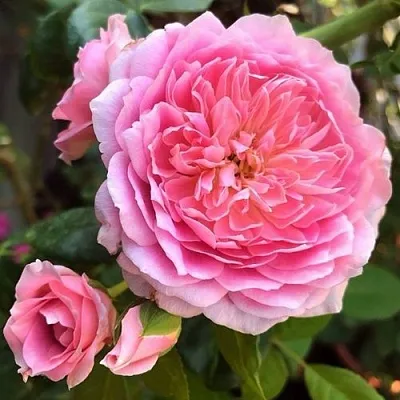 Саженцы роз ФРАНЦУЗСКОЕ ПЛАТЬЕ японская  Саженцы роз ФРАНЦУЗСКОЕ ПЛАТЬЕ японская в Москве