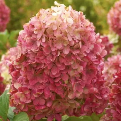 Гортензия КРАСА ЛЕСКОВО метельчатая — описание сорта Гортензия КРАСА ЛЕСКОВО метельчатая в Москве