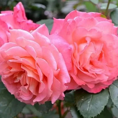 Саженцы роз ИНСТИТУТ ЛЮМЬЕР шраб — описание сорта Саженцы роз ИНСТИТУТ ЛЮМЬЕР шраб в Москве