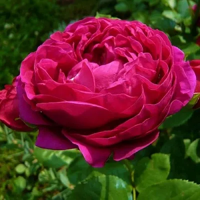 Саженцы роз АСКОТ чайно-гибридная  Саженцы роз АСКОТ чайно-гибридная в Москве