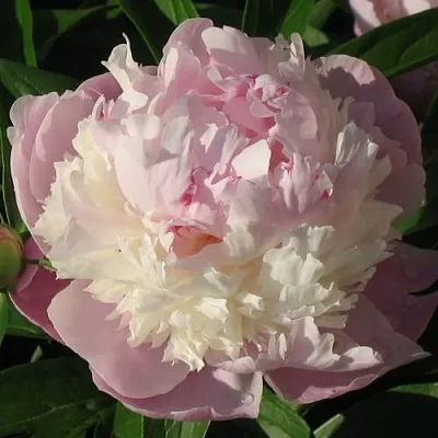 Пион ЩЕРБЕТ травянистый  Пион ЩЕРБЕТ травянистый в Москве