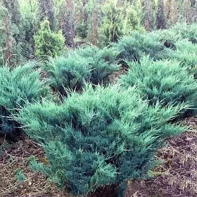 Можжевельник БЛЮ ДАНУБ казацкий  Можжевельник БЛЮ ДАНУБ казацкий в Москве